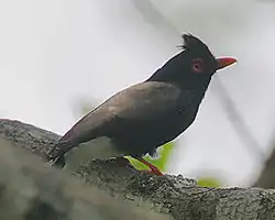 P. r. graculinus in eastern Kenya