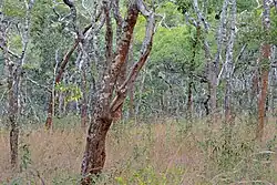 Dry, open woodland with mid-sized trees and high grass