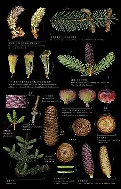 Floral Morphology and Anatomy of Picea sp. (Spruce)