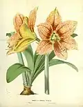 Hippeastrum pardinum[1]
