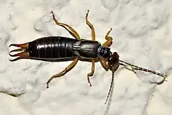 Forficula auricularia