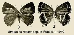 Euaspa forsteri