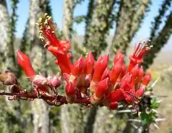 Fouquieria splendens
