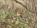 Fox in undergrowth