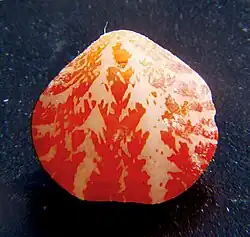 Frenulina sanguinolenta, pedicle valve, 11mm