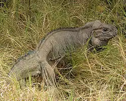 Full body shot of iguana in the grass