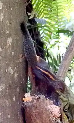 Brown squirrel