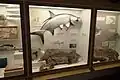 Fish on display, with the center exhibit showing a fossil and a model of a tarpon