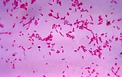 "Fusobacterium novum" in liquid culture