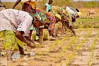 Gambian women harvesting rice
