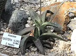 Gasteria vlokii forms rosettes of mat-surface, slightly rough, triangular (usually recurved), strap shaped leaves.
