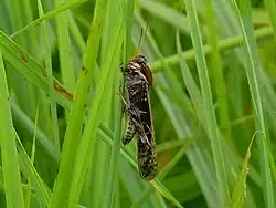 Gastrimargus africanus africanus male