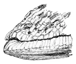 The tail end of slug has transversal ridge on its surface