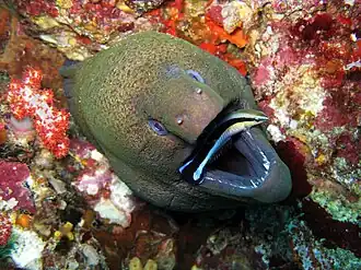 With a client giant moray eel