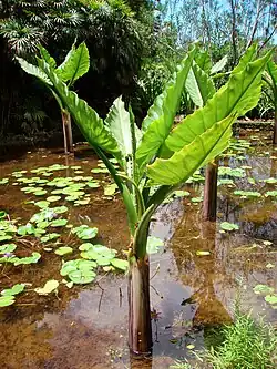 Typhonodorum lindleyanum in the Botanic Garden
