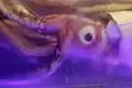 Head view of the giant squid