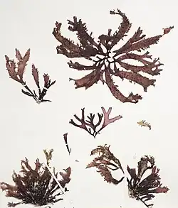 Slide with dried red seaweed