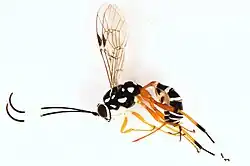 Specimen of Glabridorsum stokesii captured in Lincoln, New Zealand