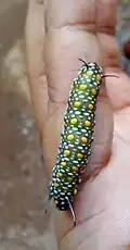 Pre-pupal Larva