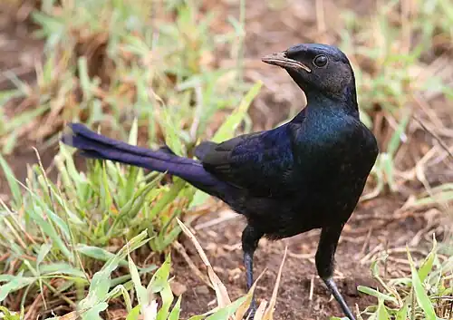 Juvenile bird in the Kruger Park