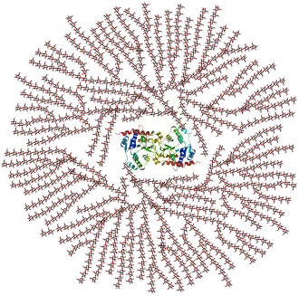 Schematic 2-D cross-sectional view of glycogen. A core protein of glycogenin is surrounded by branches of glucose units. The entire globular granule may contain approximately 30,000 glucose units.[22]