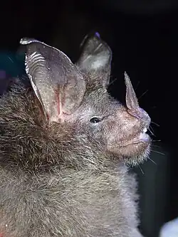 Gray bat