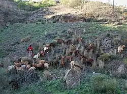 A goatherd leading his goats on a rough hillside in Spain