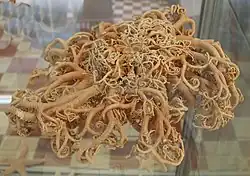 Gorgonocephalus eucnemis, perhaps Shetland Argus