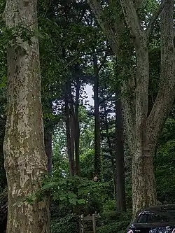 A view of the Grange Estate woods from Penfield at the end of Grove Place
