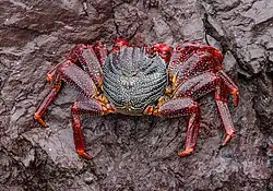 Grapsus adscensionis at Tenerife