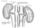 The posterior surfaces of the kidneys, showing areas of relation to the parietes.