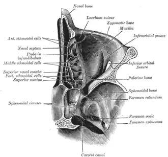 Horizontal section of nasal and orbital cavities. (Note distinction between infraorbital groove and inferior orbital fissure.)