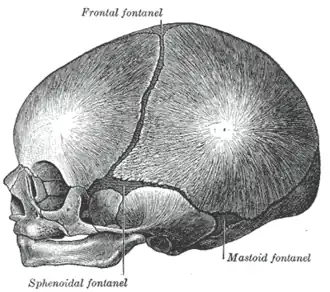 The skull at birth, showing the lateral fontanelle.