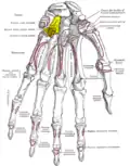 Bones of the left hand. Palmar surface. Hamate shown in yellow.