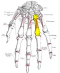 Dorsal view of the left hand (fourth metacarpal shown in yellow).