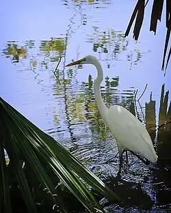 Great egret in a pond.