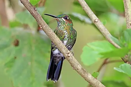Juvenile H. j. henryi