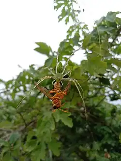 Eating a yellow paper wasp in West Bengal, India.