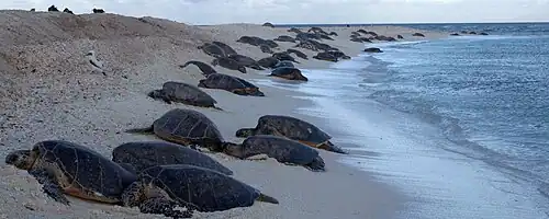 Green sea turtles come ashore en masse on a sandy beach at French Frigate Shoals in the Hawaiian Islands National Wildlife Refuge.