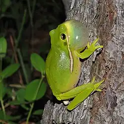 Green treefrog (Hyla cinerea), Montgomery Co. TX (April 2014)