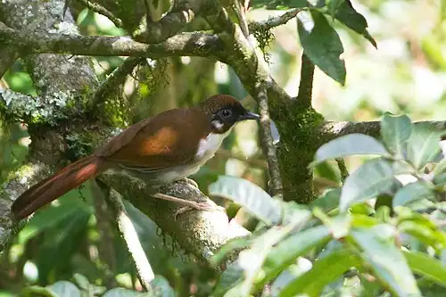 Grey-sided Laughingthrush