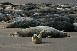 Grey seals at Donna Nook