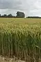Wheatfields