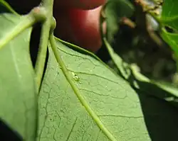 A hairless foveole domatium in the leaf underside of Guioa acutifolia