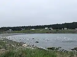 Gulls taking of in Knight's Cove
