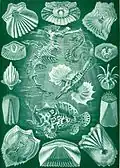 Teleostei by Ernst Haeckel, 1904. Four species, surrounded by scales