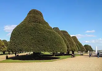 Shaped trees in the Great Fountain Garden