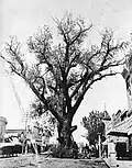 The Hanging Tree in Pueblo, Colorado, c.1880.