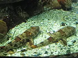 Two small sharks lying on white gravel
