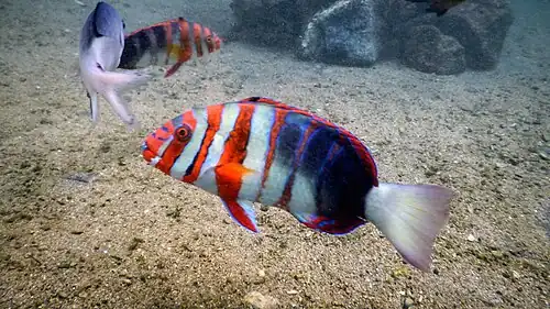 At Queensland, Australia